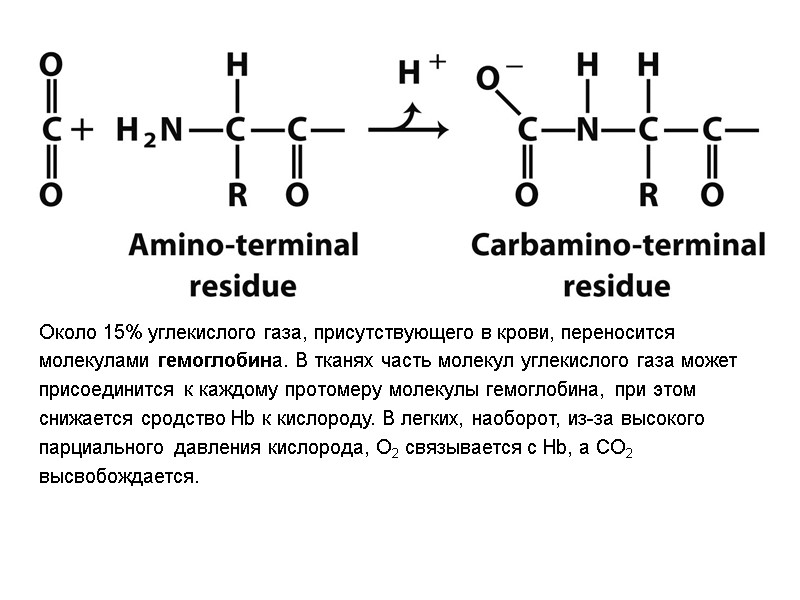 Около 15% углекислого газа, присутствующего в крови, переносится молекулами гемоглобина. В тканях часть молекул
